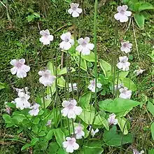 Station de grassettes à grandes fleurs sous espèce 'Rosea'