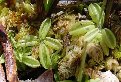 La grassette du Portugal (Pinguicula lusitanica)