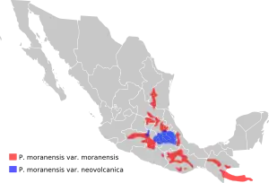 Distribution de Pinguicula moranensis au Mexique et au Guatemala.