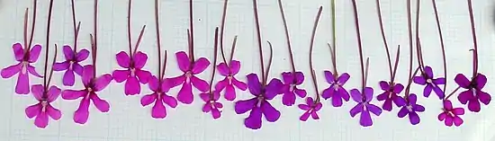 Photo d'un alignement de plusieurs fleurs de tailles et de couleurs différentes.