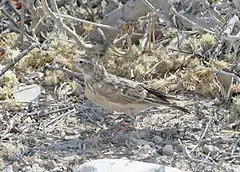 Description de l'image Pink-billed Lark (Spizocorys conirostris) (8077320401).jpg.