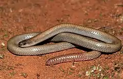 Description de l'image Pink-tailed Worm-lizard (Aprasia parapulchella) (9105308465).jpg.