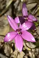 Caladenia emarginata (en) (Orchidée rose émaillée)