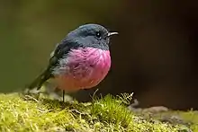 Petit oiseau à peine plus haut qu'un brin de mousse avec un poitrail gonflé rose-violet, le reste du plumage presque noir.
