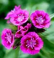 Dianthus barbatus