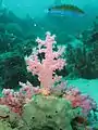 Corail mou rose nephteidae