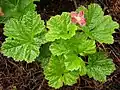 Rubus Chamaemorus
