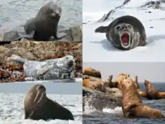 Description de l'image Pinniped collage.png.