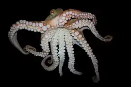 Pinnoctopus cordiformis