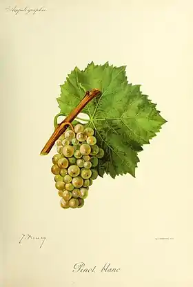 Pinot blanc