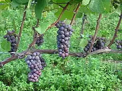 Grappes de pinot gris G.