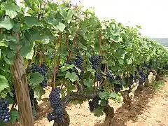 Vigne en cordon à maturité