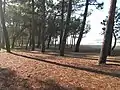 Sous-bois de la plage de la Paloumère à Soorts-Hossegor tapissé de garbaye