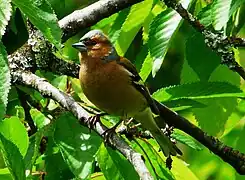 Pinson des arbres mâle.