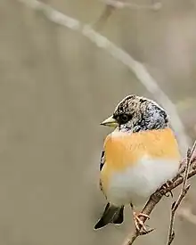 Pinson du Nord (Fringilla montifringilla)