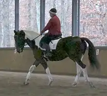 Dans un manège couvert un cavalier portant un pull rouge et ce qui ressemble à un bonnet monte un cheval pie noir et blanc au pas.