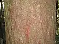 Écorce de pin sylvestre