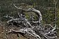 Pin à écorce blanche en krummholz, Monts Wenatchee