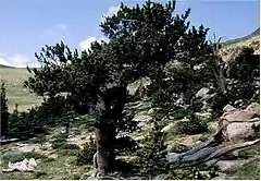 Description de l'image Pinus aristata0.jpg.
