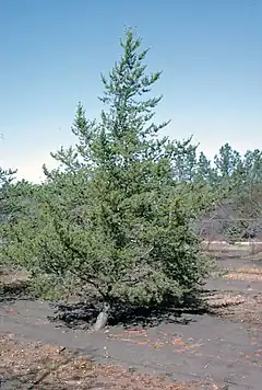 Description de l'image Pinus banksiana tree.jpg.