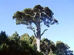 Pinus canariensis.