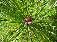 Description de l'image Pinus densata bud.jpg.