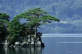 Sujet sauvage au port étalé au Japon.