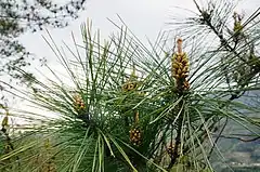 Description de l'image Pinus fragilissima, near Taitung, Taiwan 1.jpg.