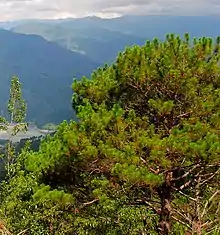 Paysage montagnard avec un pin de Benguet au premier plan.