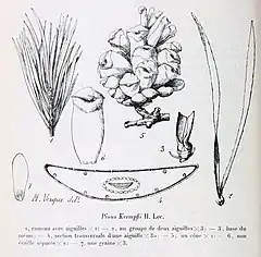 Description de l'image Pinus krempfii Lecomte, 1921.jpg.