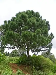 Description de l'image Pinus latteri Aungban.jpg.