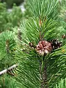 Pin à crochets,  Pinus mugo, sur les rivages de l’étang.