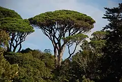 Un pin parasol, le type d'arbre que Pline utilise pour décrire l'éruption.