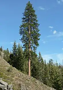 Pin ponderosa dans la forêt nationale de Wenatchee.