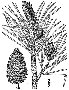 Description de l'image Pinus rigida drawing.png.