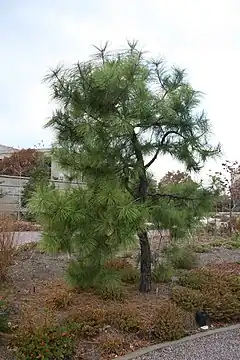 Description de l'image Pinus serotina USBG.jpg.