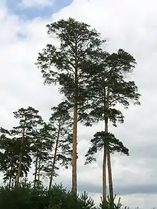 Sujets forestiers en Chine.