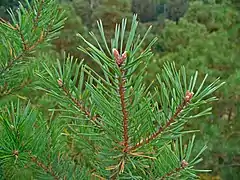 Pin sylvestre, Pinus sylvestris.