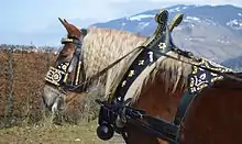 Dans un paysage de montagne, tête d'un cheval alezan crins lavés richement harnaché.