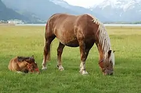 Jument Noriker et son poulain dans la réserve naturelle de Zeller See.