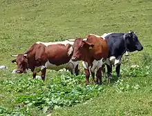 Photo couleur de trois vaches au pâturage. La vache de droite est de couleur noire.