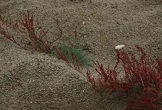 La petite oseille, espèce pionnière des dunes, indique des sols avec une perte d'humus.