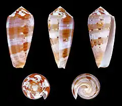 Conus circumcisus