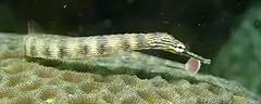 Description de l'image PipeFish Corythoichthys.jpg.