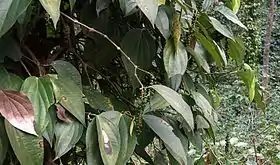 Poivrier noir (Piper nigrum, Piperales, Piperaceae)