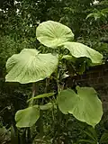 Piper umbellatum (plante-hôte)