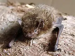 Description de l'image Pipistrellus nathusii.jpg.