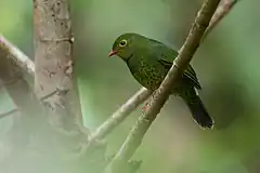 Description de l'image Pipreola intermedia, Band-tailed Fruiteater.jpg.