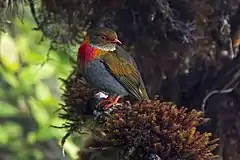 Description de l'image Pireola whitelyi - Red-banded Fruiteater (male); Mount Roraima, Venezuela.jpg.