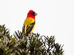 Description de l'image Piranga rubriceps Red-hooded Tanager; Abra Patricia, Peru.jpg.